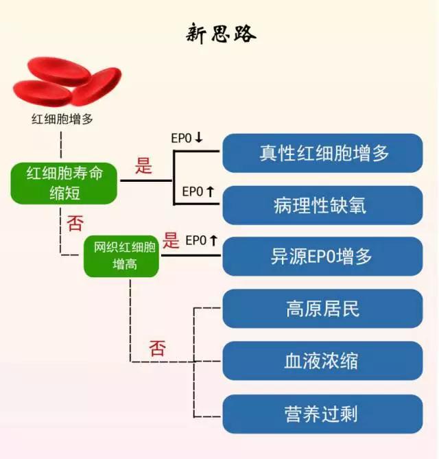 红细胞寿命测定在真性红细胞增多症筛查鉴别诊断中的价值3