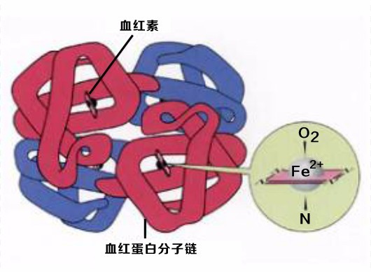 红细胞寿命测定在小细胞低色素贫血原因分析中的应用1