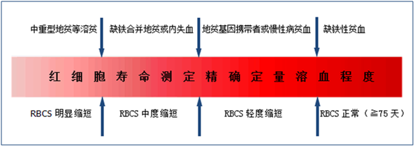 红细胞寿命测定在小细胞低色素贫血原因分析中的应用3
