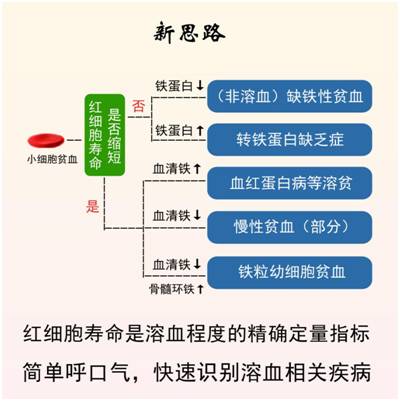 红细胞寿命测定在小细胞低色素贫血原因分析中的应用4