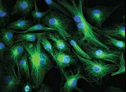 「小科普」生物素标记法测量红细胞寿命4