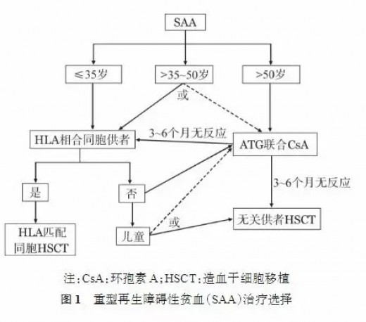 红细胞寿命测定在再生障碍性贫血诊疗中的应用1