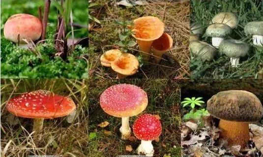 进食野生菌，不注意这几点，很容易进医院“躺平”4